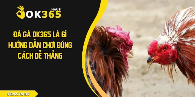 Đá gà OK365