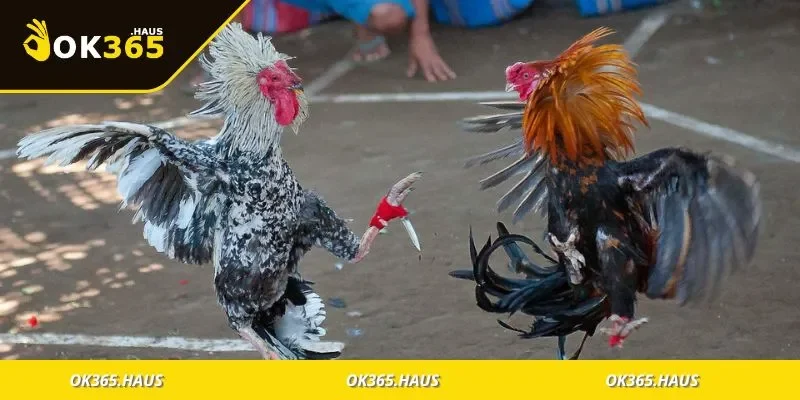 Chọn Ngày Đá Gà Theo Ngũ Hành Để Luôn Giành Chiến Thắng 3 Hướng dẫn chọn ngày theo màu lông và mệnh ngũ hành