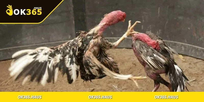 Chọn Ngày Đá Gà Theo Ngũ Hành Để Luôn Giành Chiến Thắng 2 Ý nghĩa việc chọn ngày đá gà và vai trò tâm linh trong thi đấu